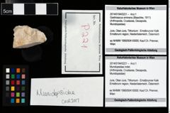 Foto (Objekt + Etikett) von Mundopsidae indet.  (NHMW-GEO-2014-0194-0221)